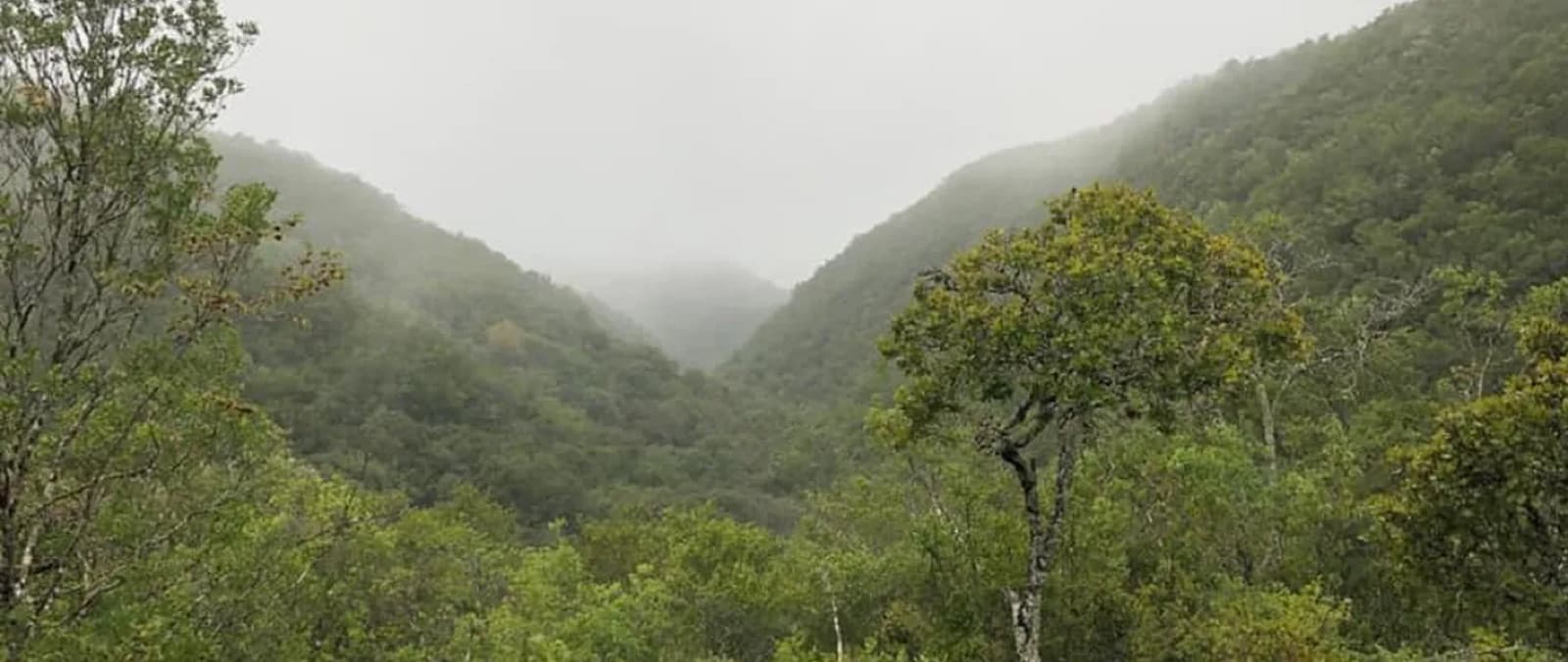 Montañas verdes con neblina en la sierra de la Huasteca Potosina — clima de Xilitla por temporada